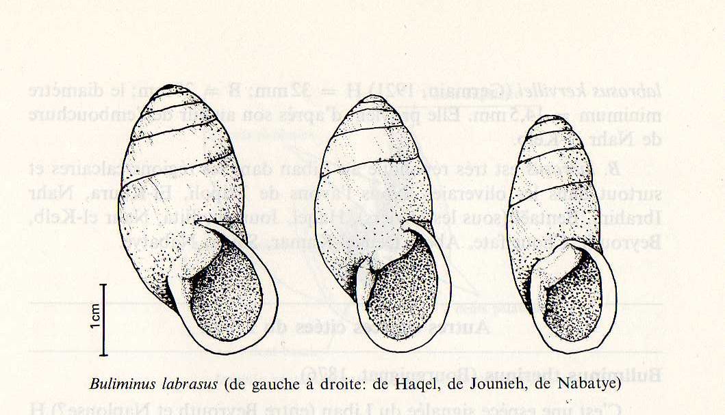 Buliminus labrosus (Olivier 1804)
